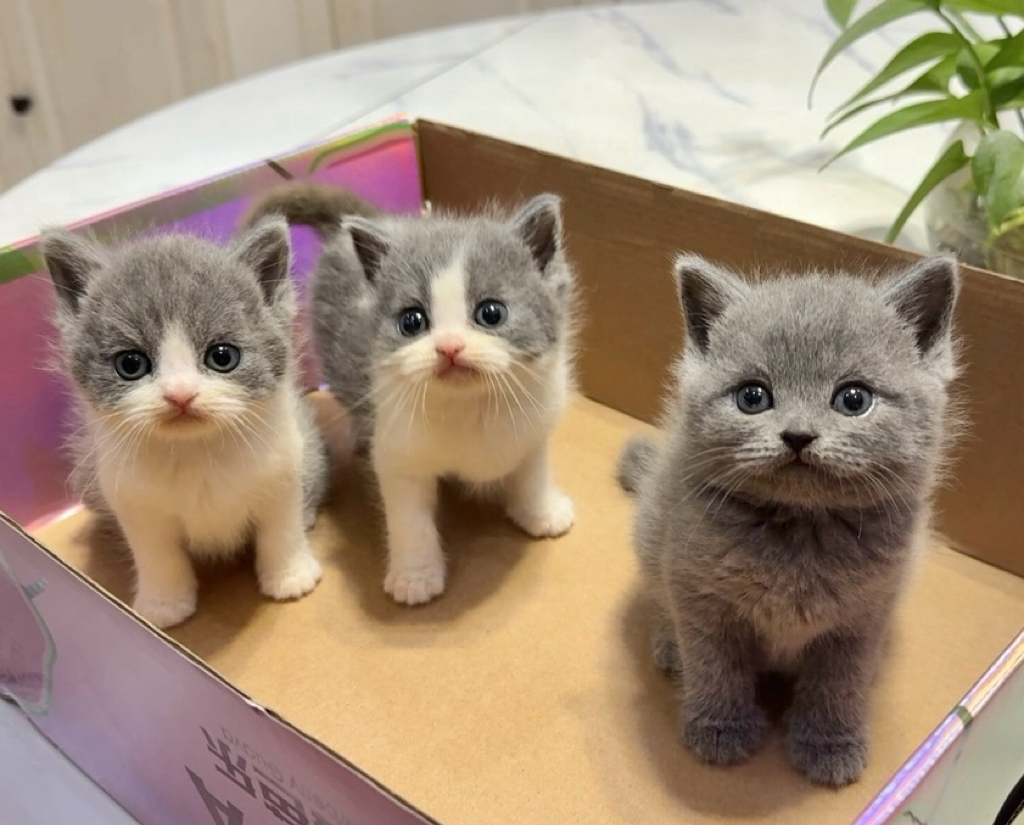 自家繁育蓝白小猫