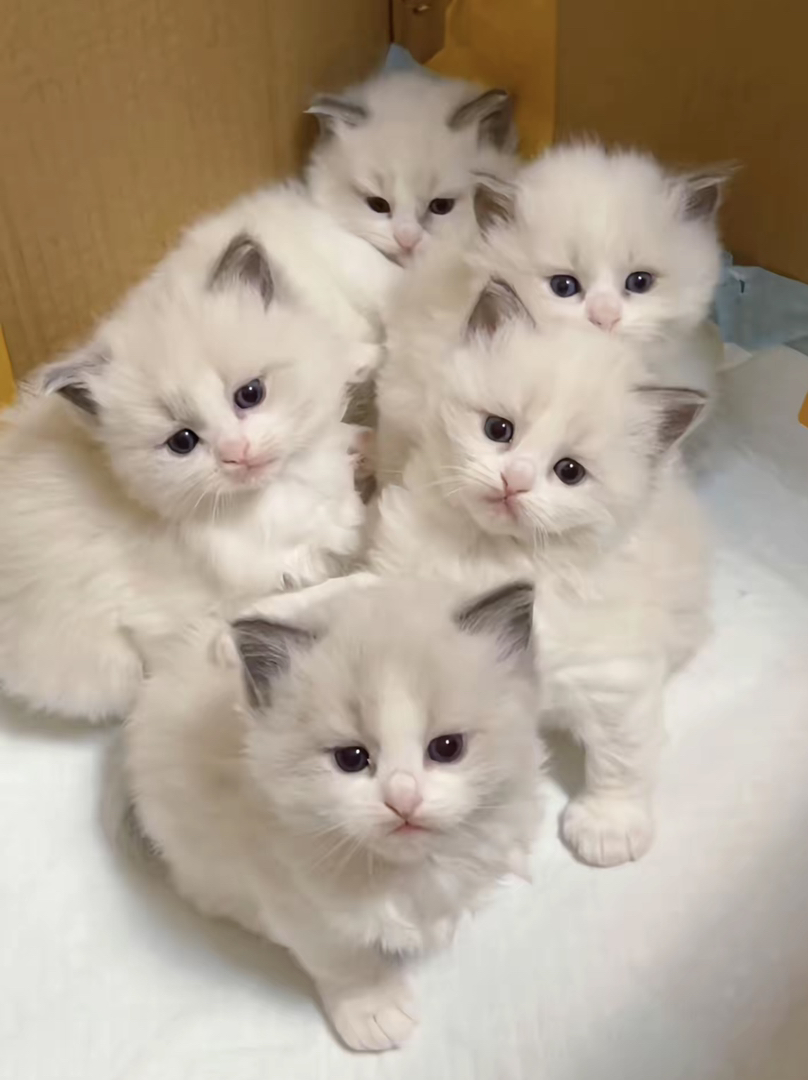 布偶猫幼崽，颜值超高，蓝眼长毛，温柔粘人萌翻天