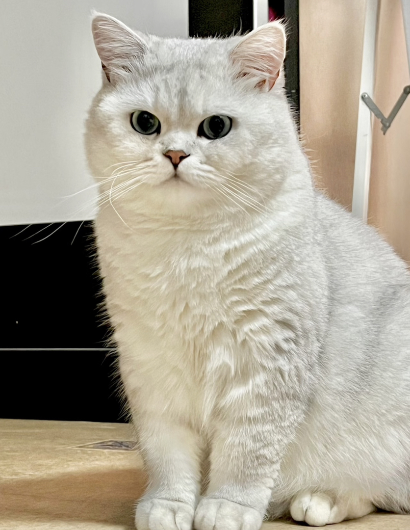银渐层猫咪，圆润可爱，蓝绿大眼，温柔亲人超治愈