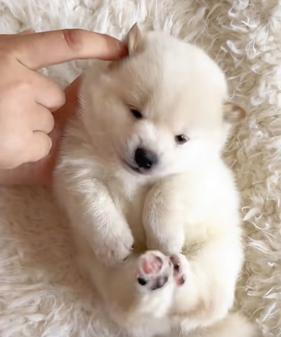白色柴犬幼犬，笑容甜美，毛发蓬松，萌宠界的可爱担当