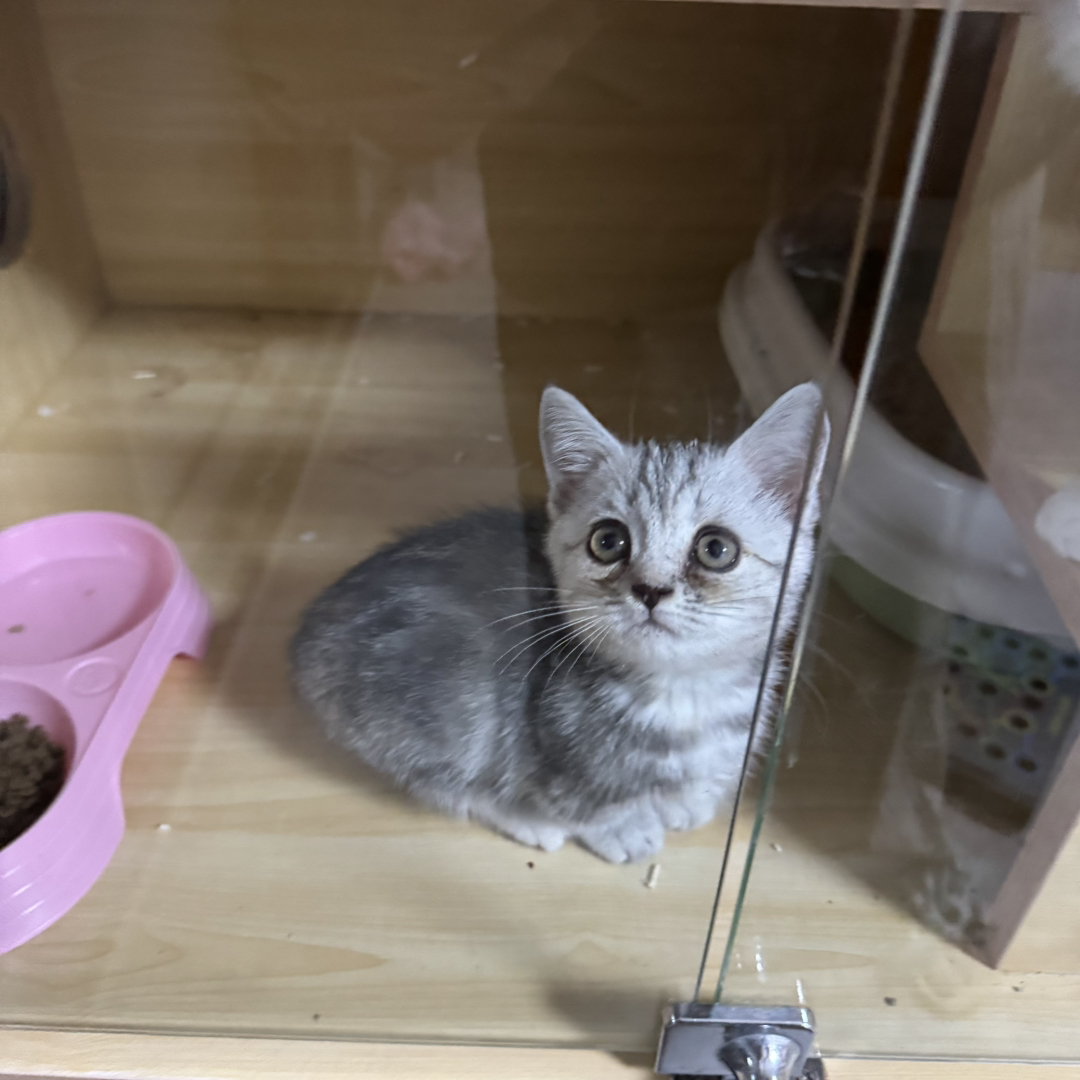 卷耳猫幼崽，高颜值，性格温顺乖巧，萌宠首选。自家繁育。价可谈