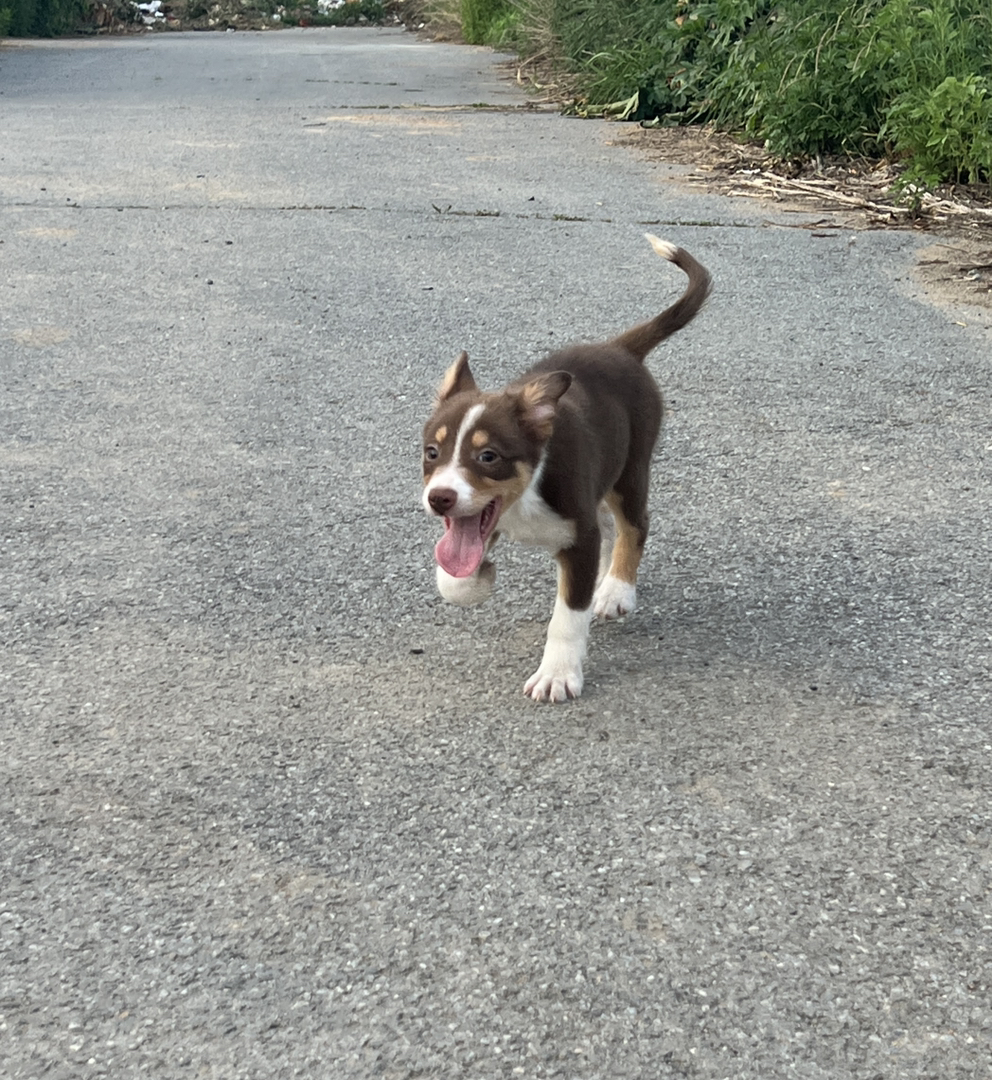 短毛边牧工作犬