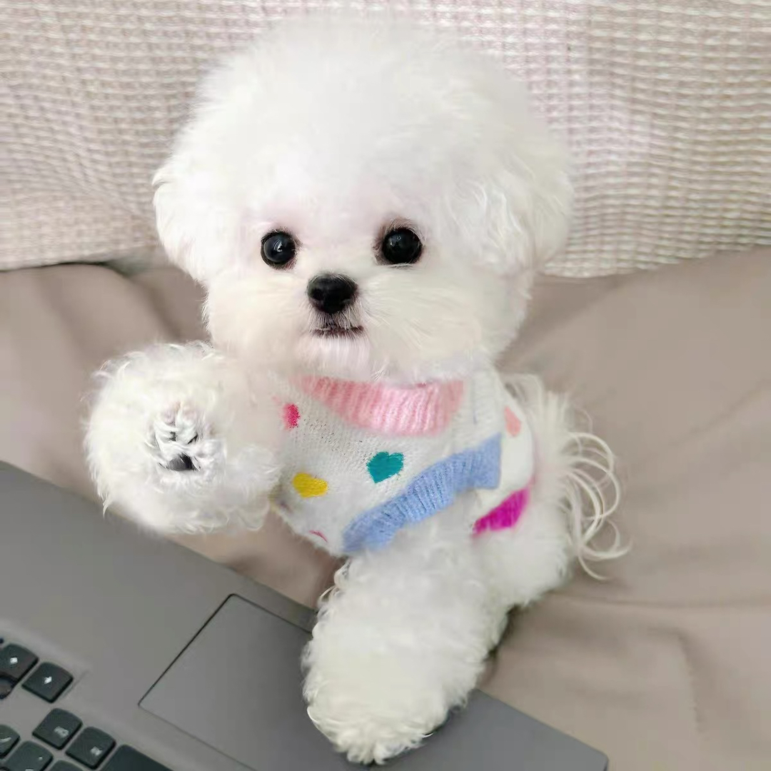 可爱比熊犬,雪白蓬松,身着彩衣,萌态十足惹人爱