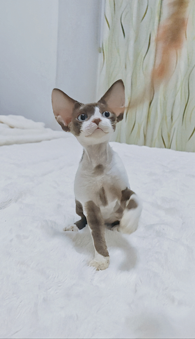 德文卷毛猫妹妹
