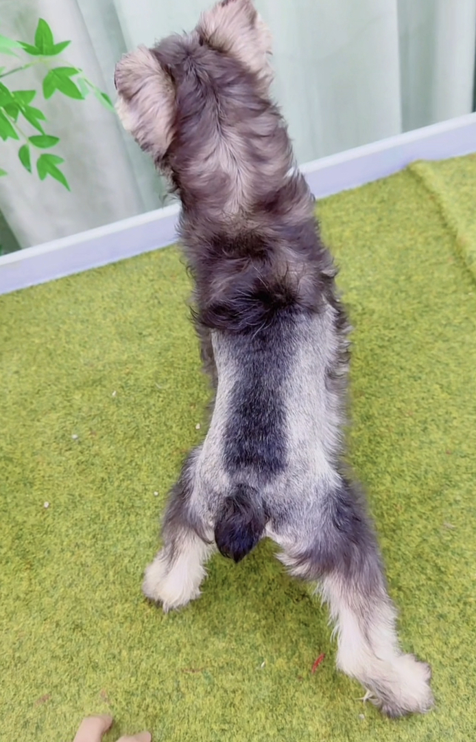 米其耳浅椒盐色雪纳瑞