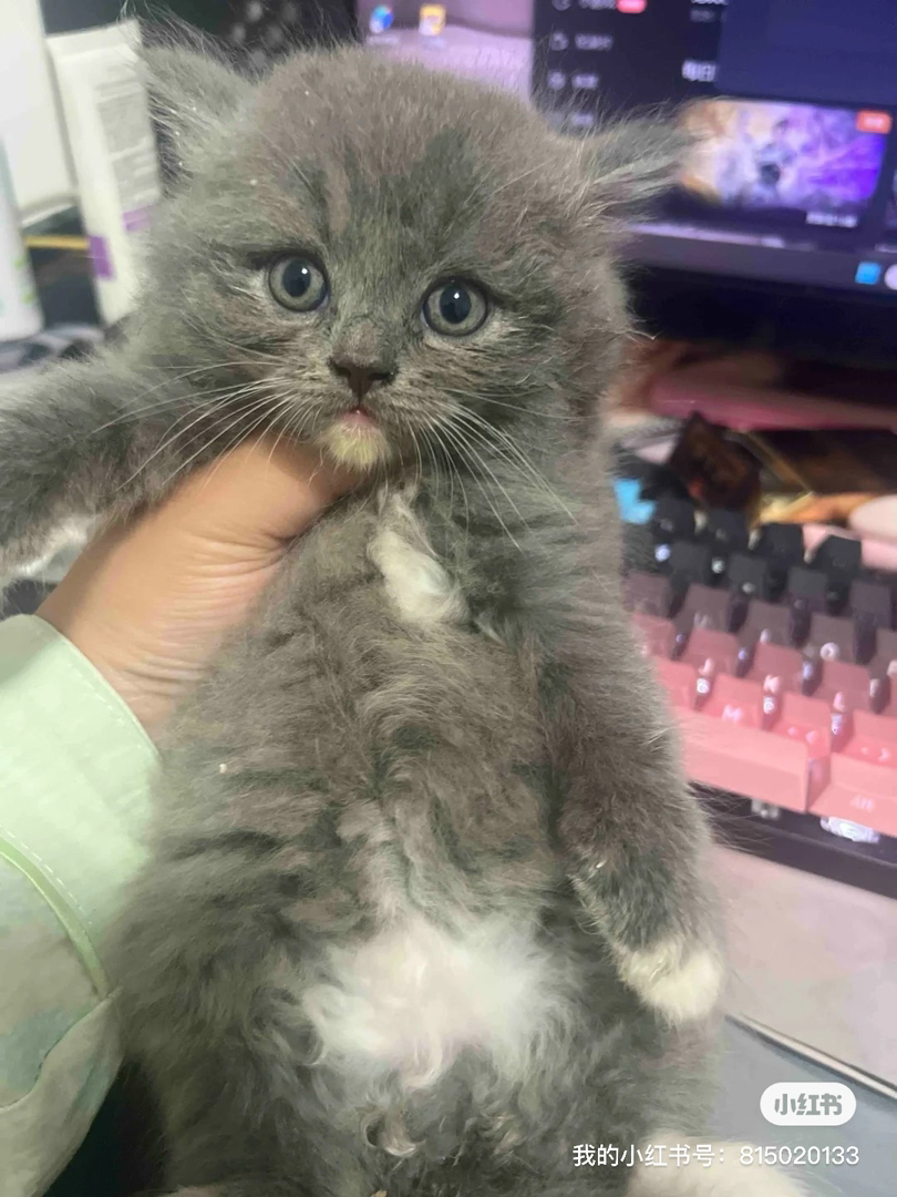 蓝猫