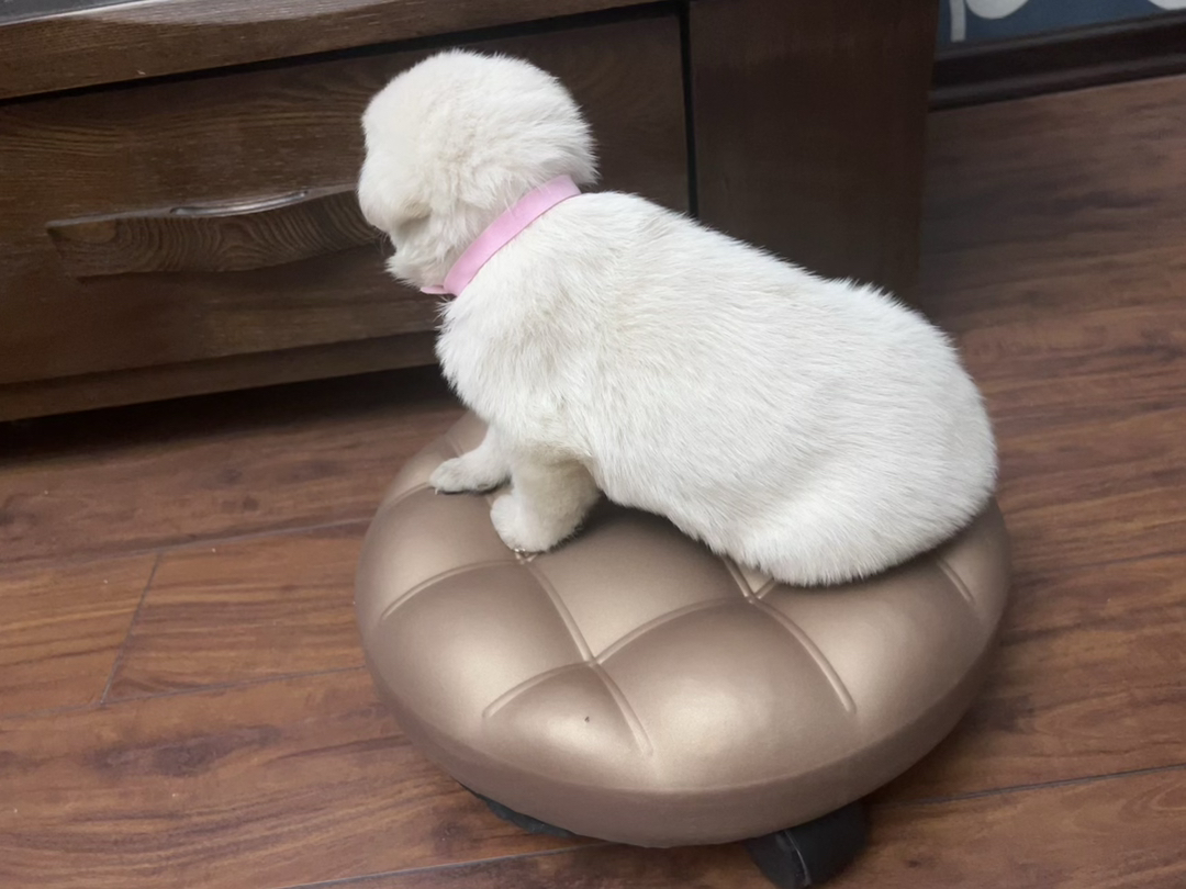 白色瑞士牧羊犬！看家护院一把好手！