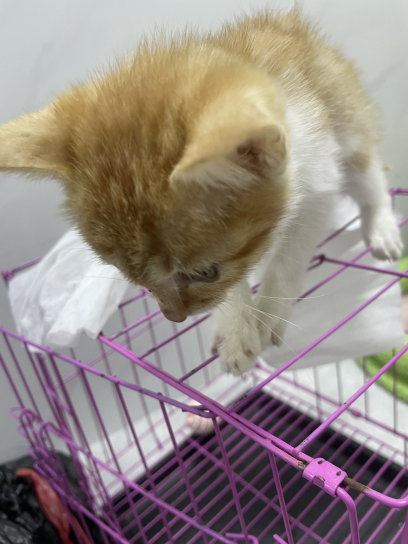 毛色特征如橘猫