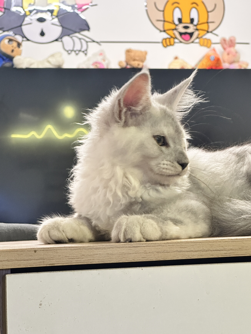 缅因猫高烟阴影烟弟弟,两针疫苗