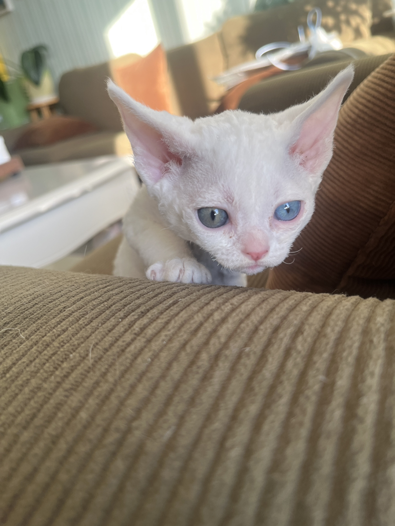 纯白异瞳德文猫