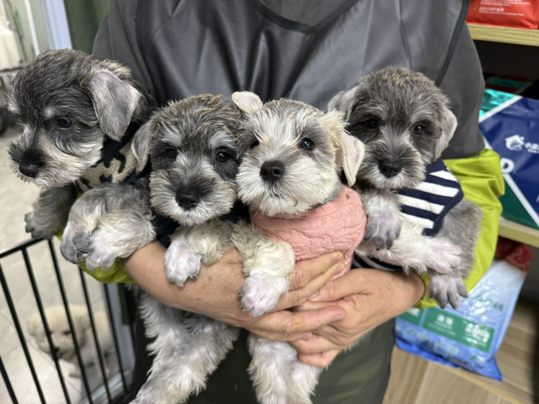雪纳瑞幼犬，椒盐色，小体型，健康活泼，已打疫苗驱虫，吃狗粮，品相好