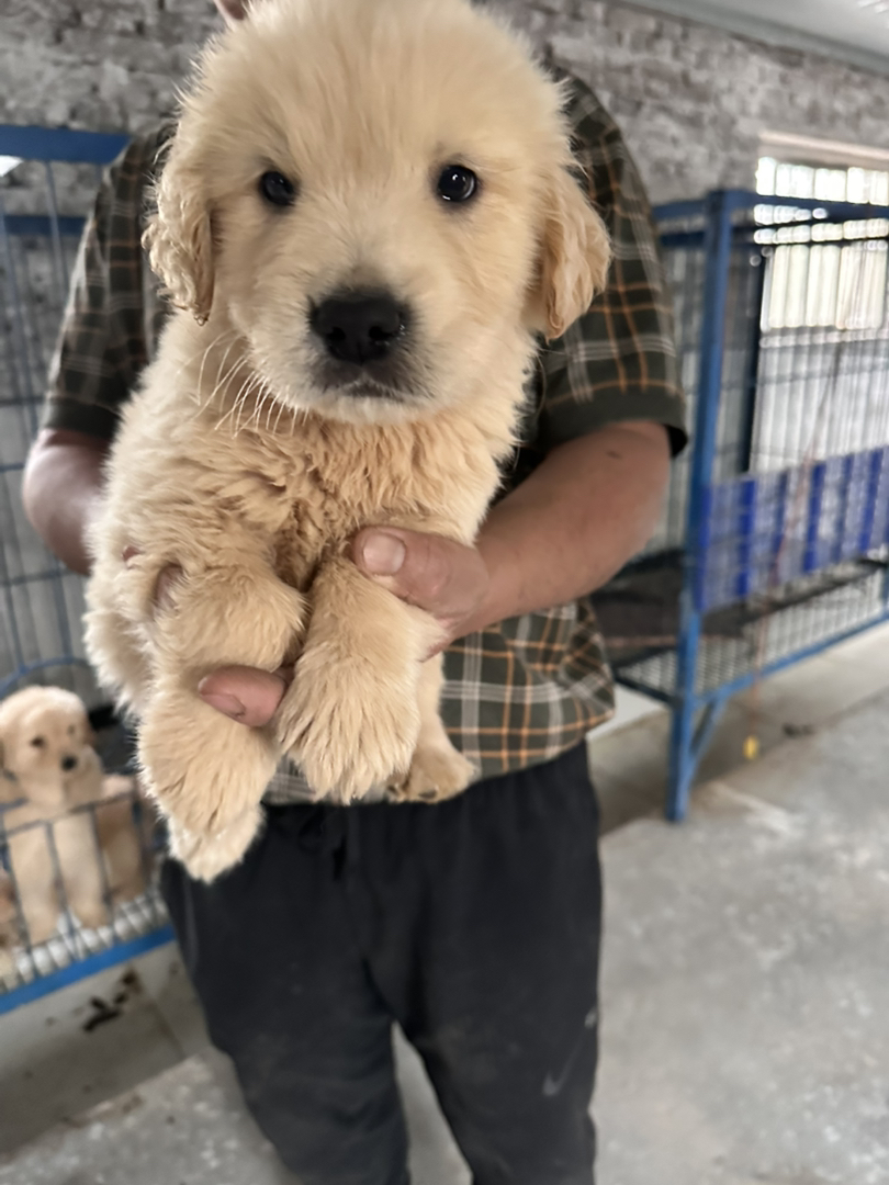 金毛幼犬，可爱活泼，性格温顺，适合家庭养殖