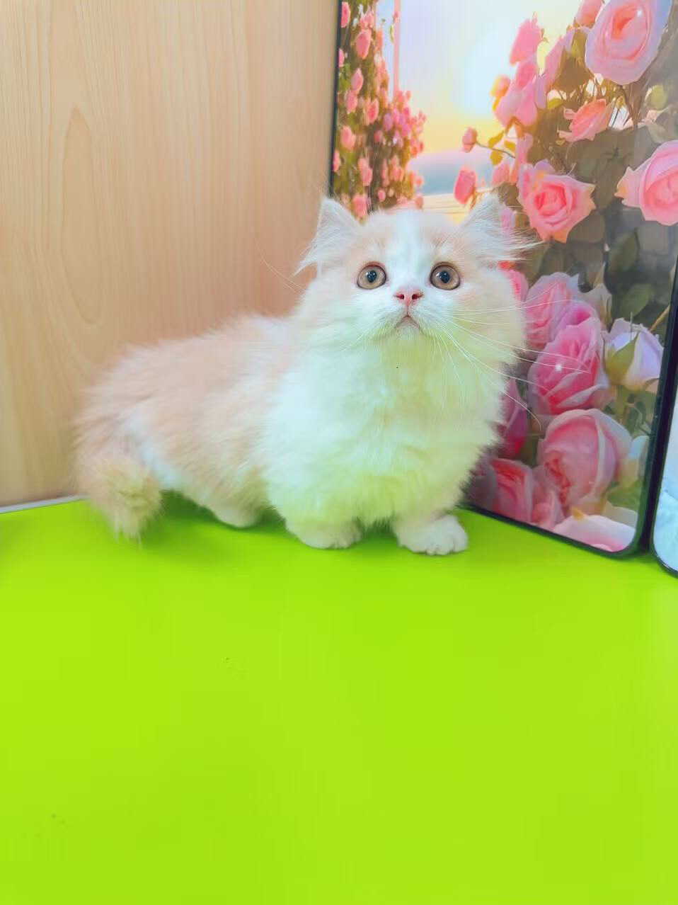 矮脚乳白，拿破仑