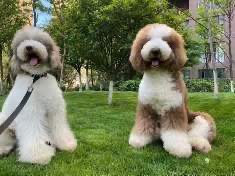 巨贵犬多多