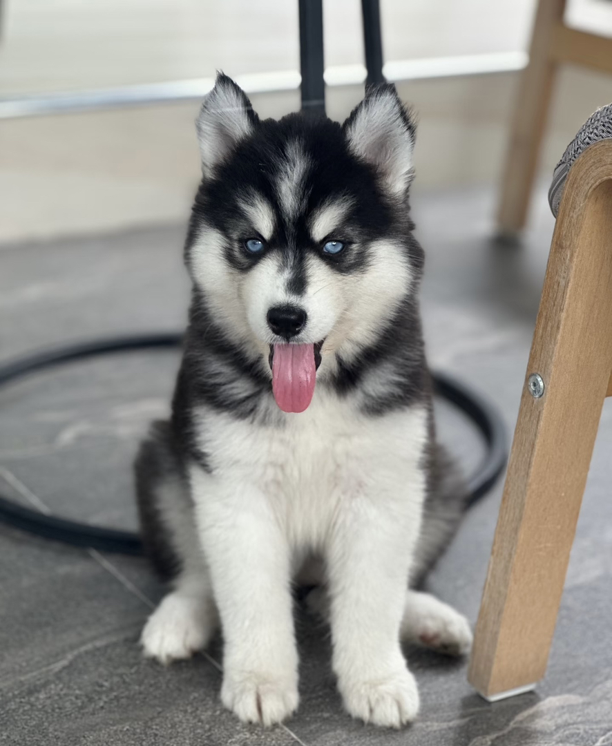 哈士奇幼犬，蓝眼萌态十足，个性独特的活力宠物