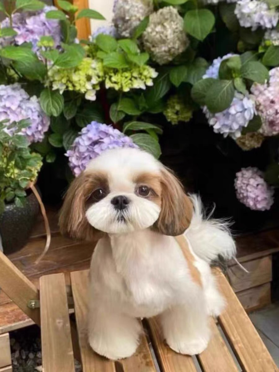 高端西施犬❤平台推荐