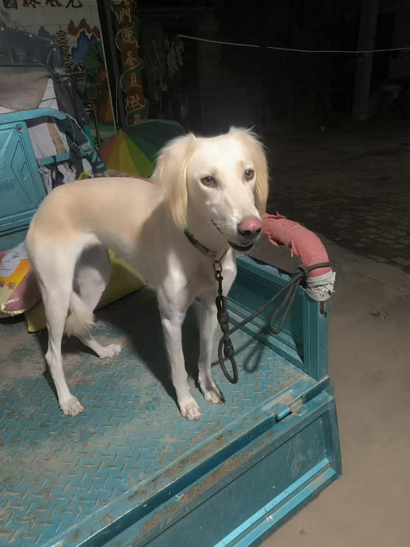 山东本地细优秀的中华田园犬优秀的猎犬忠诚的看家犬护卫犬忠心护主聪明