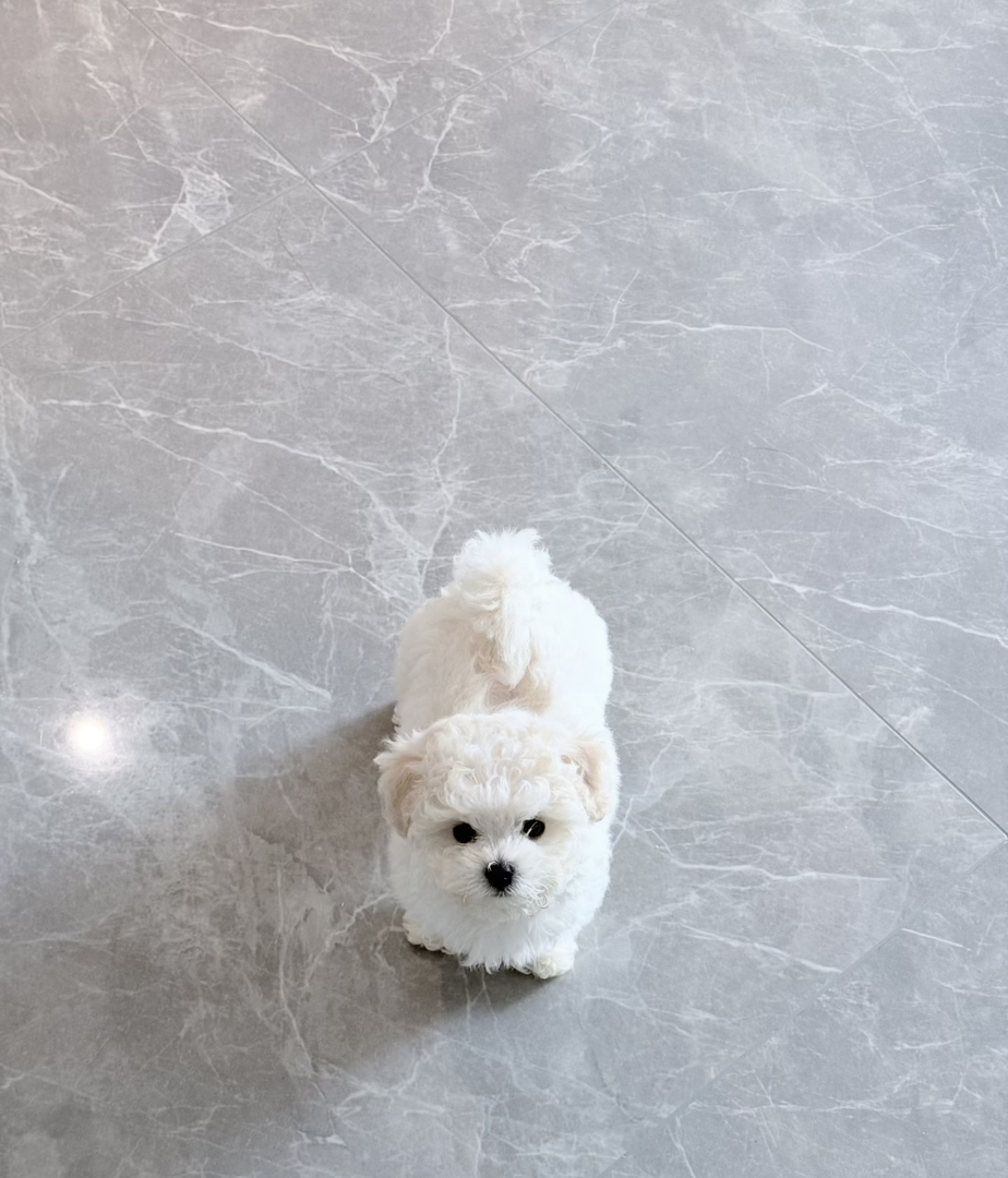 比熊幼犬,蓬松卷毛似棉花糖,乖巧可爱,温顺粘人,