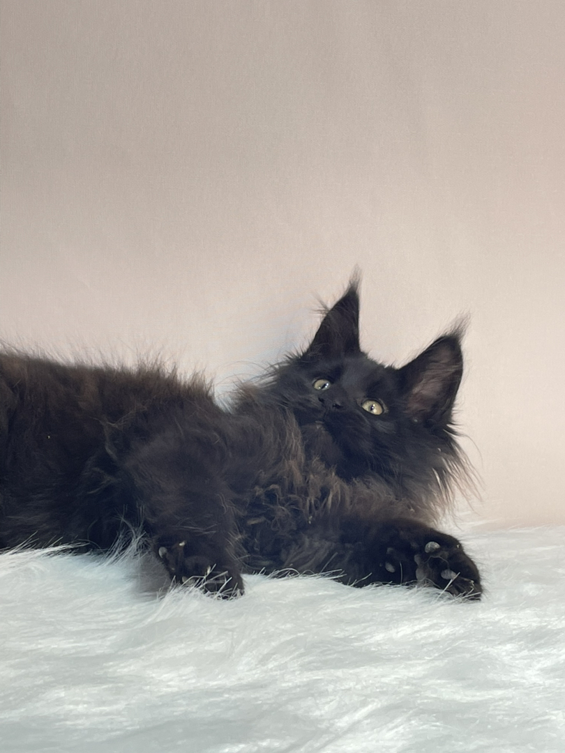 黑颜色缅因猫弟弟。