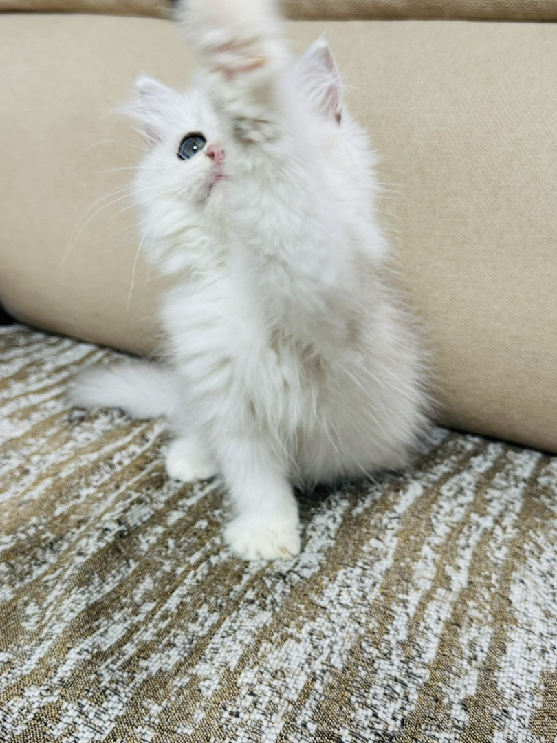 长毛银渐层妹妹