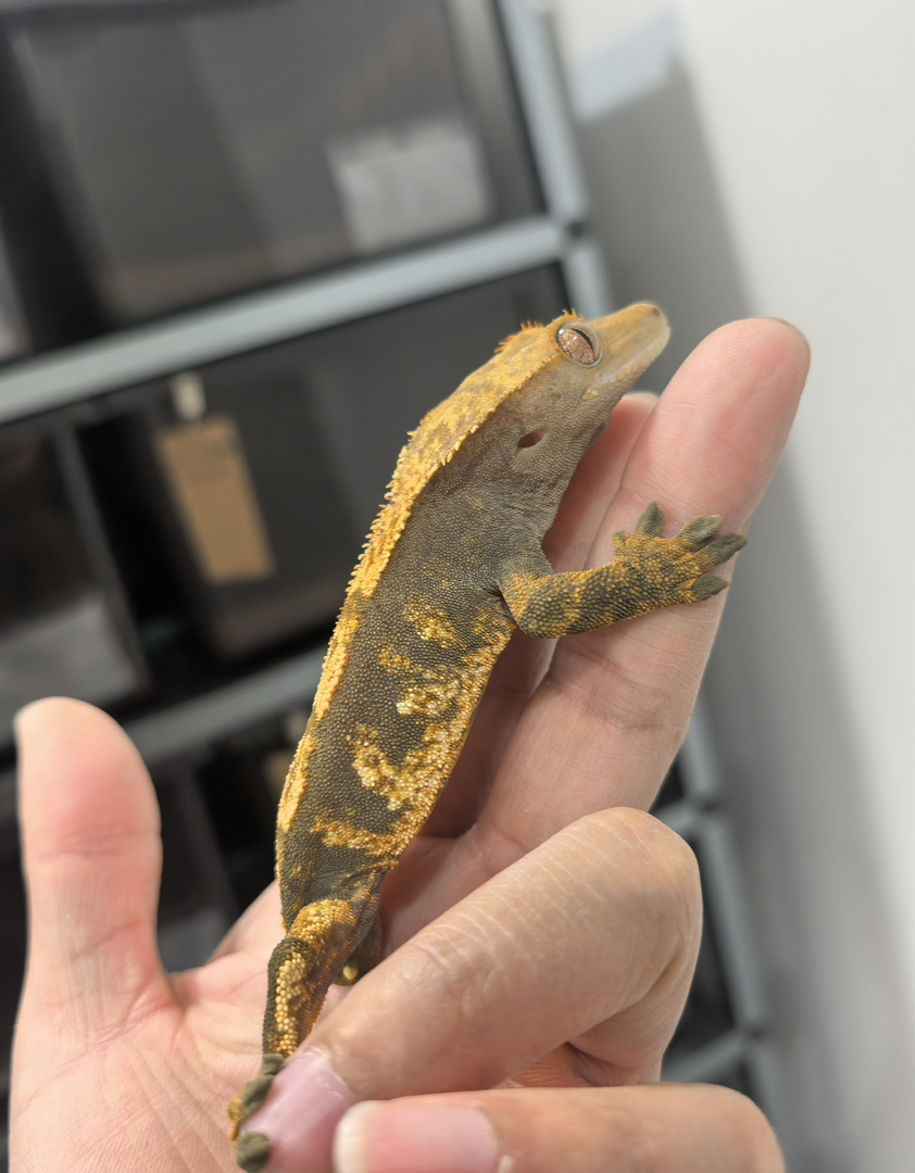 睫角守宫断尾压成体het缺黄的宝宝哦