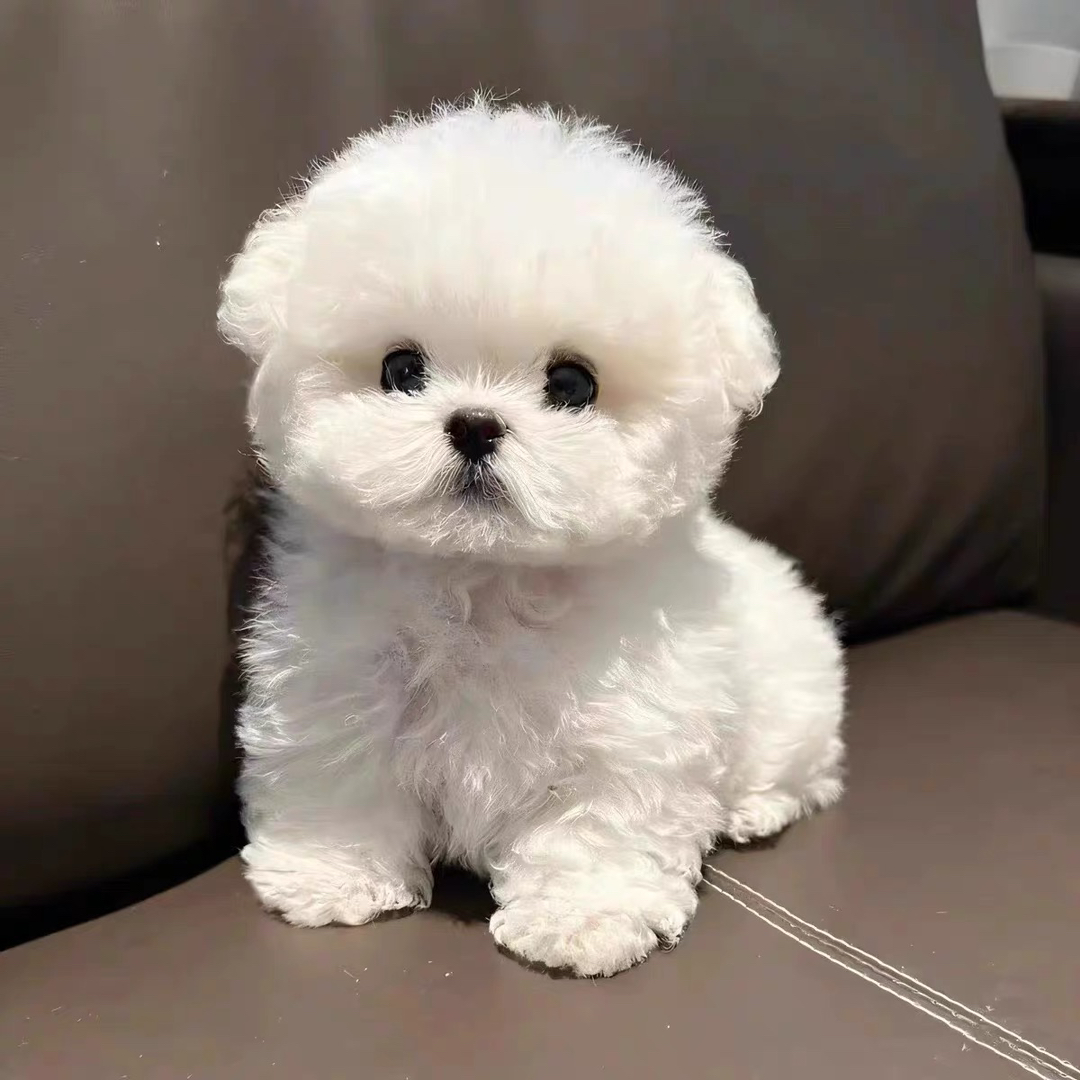 可爱比熊犬,雪白蓬松,身着彩衣,萌态十足惹人爱
