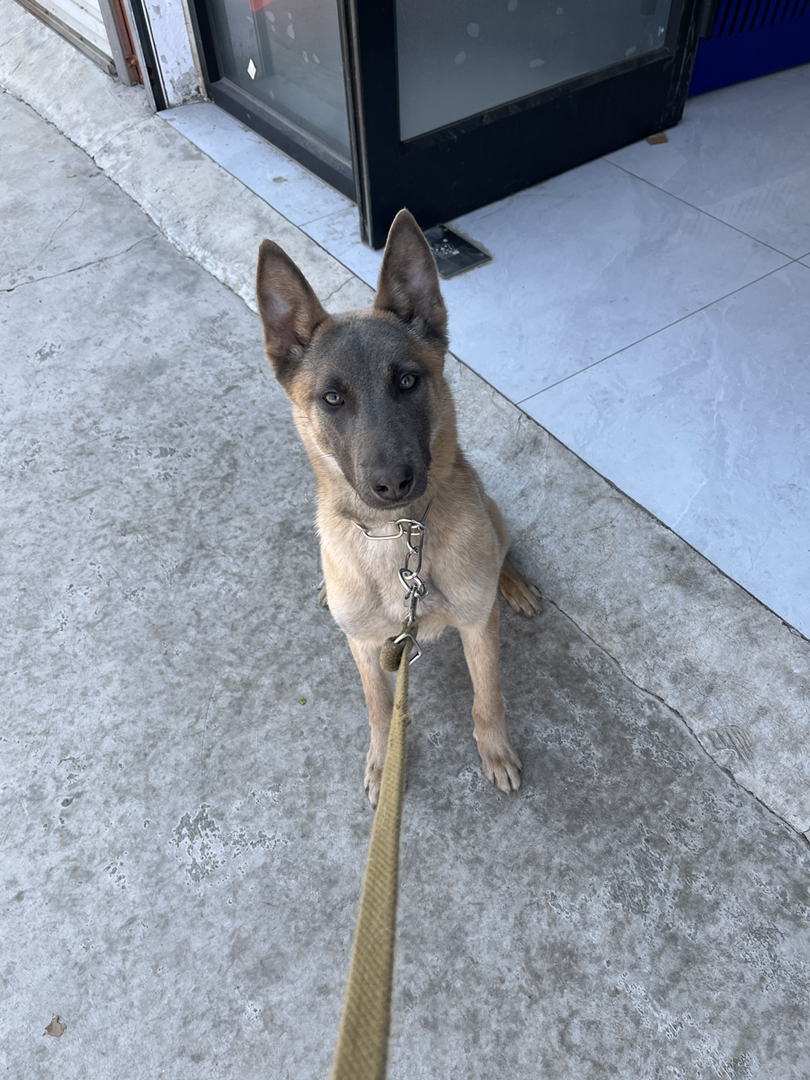 双血统蓝色马犬 6个月母 咬口好 食物动力强 服从行好