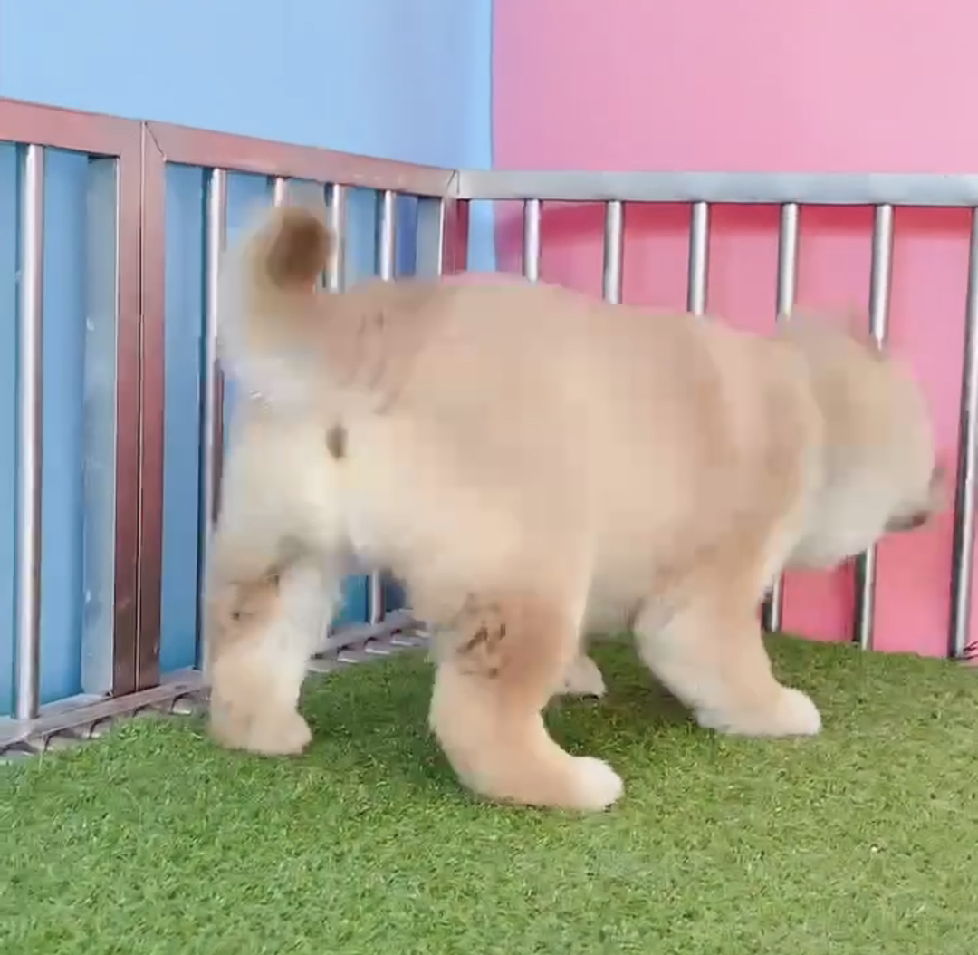净脸柴犬宝宝❤️赤色柴犬