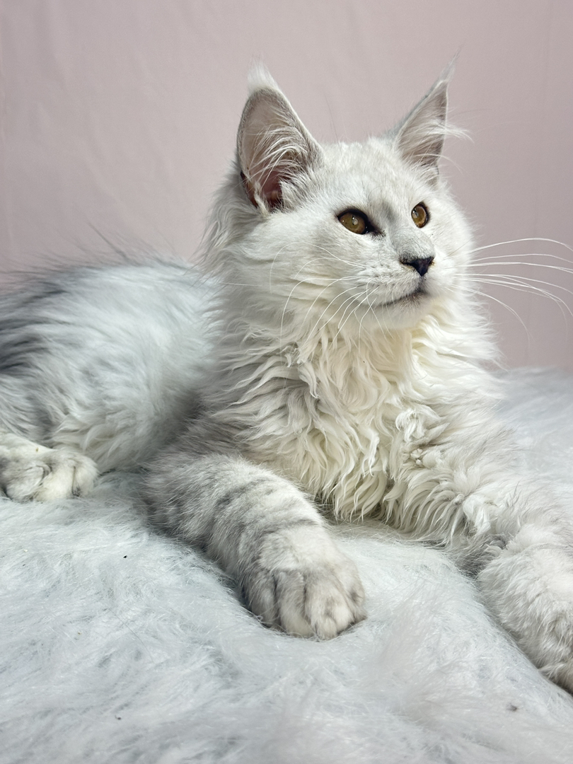 阴影色弟弟,四个月三针疫苗.