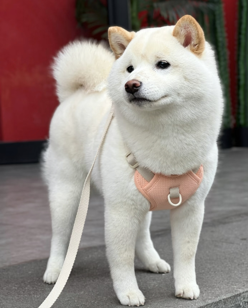 成年纯白日本豆柴找领养❤️母