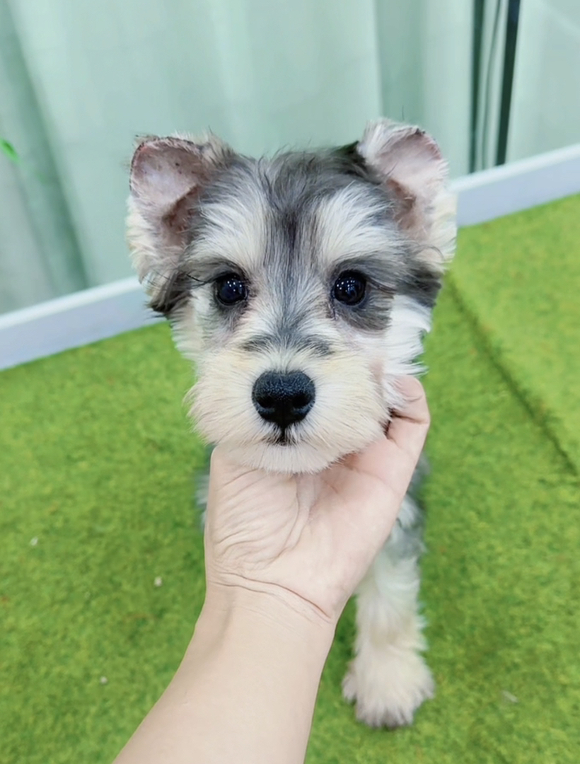 米其耳浅椒盐色雪纳瑞