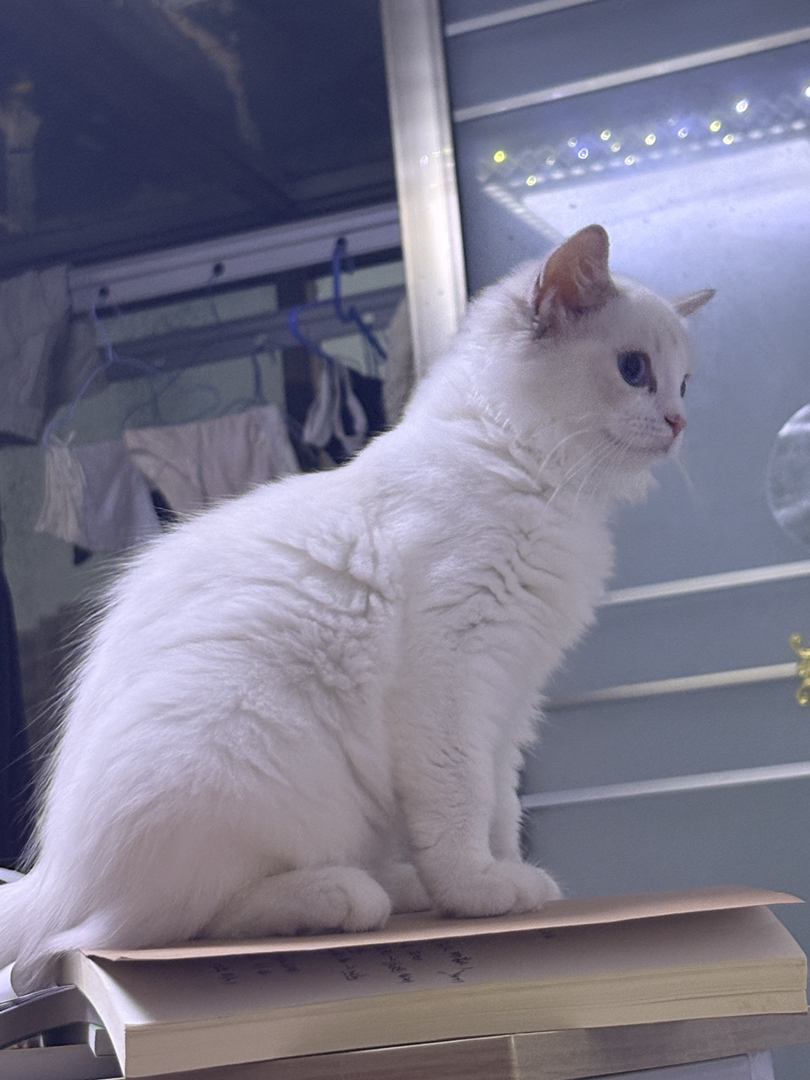 仙气飘飘布偶猫，颜值爆表，性格温柔，治愈系小天使