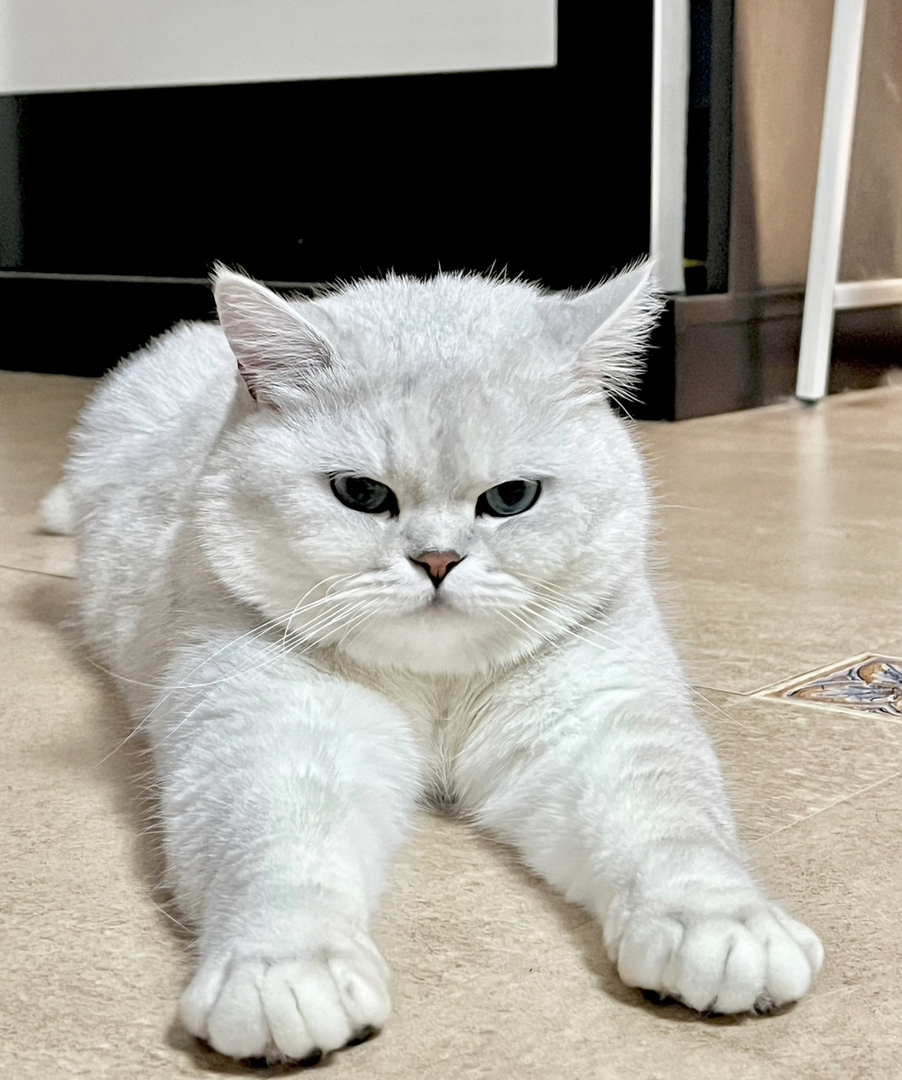 银渐层猫咪，圆润可爱，蓝绿大眼，温柔亲人超治愈