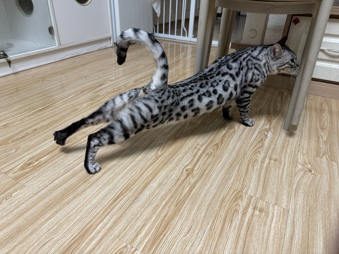 孟加拉豹猫银豹公-小玫瑰纹出售