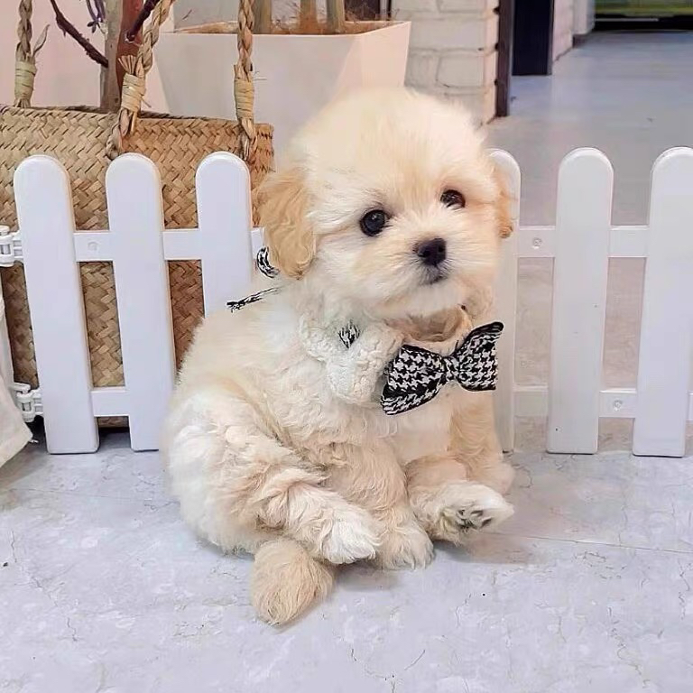 各种颜色泰迪熊