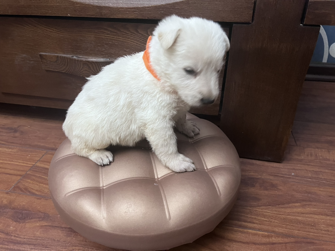 白色瑞士牧羊犬！看家护院一把好手！