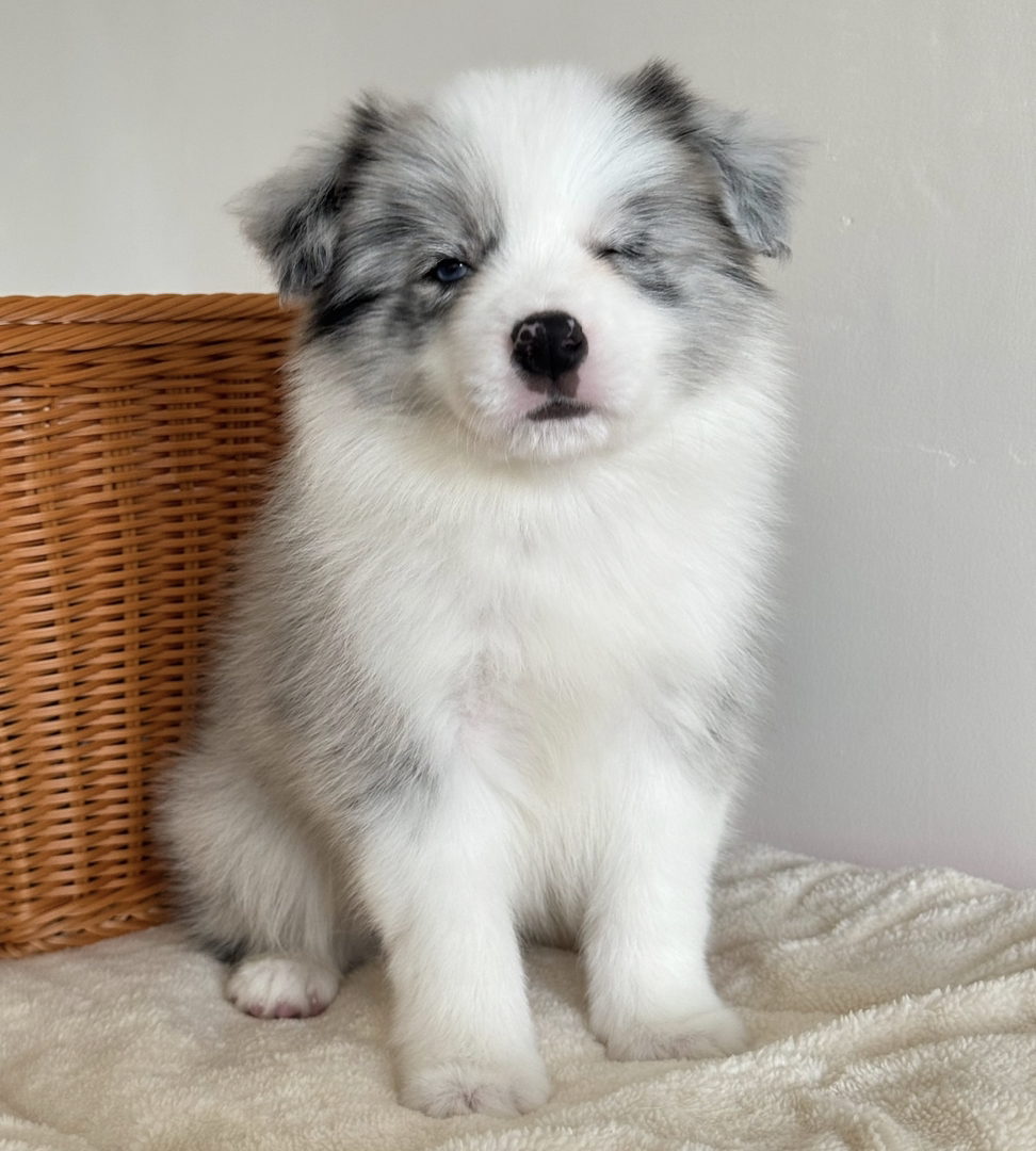 陨石色边境牧羊犬,颜值高智商高,聪明忠诚的最佳伴侣