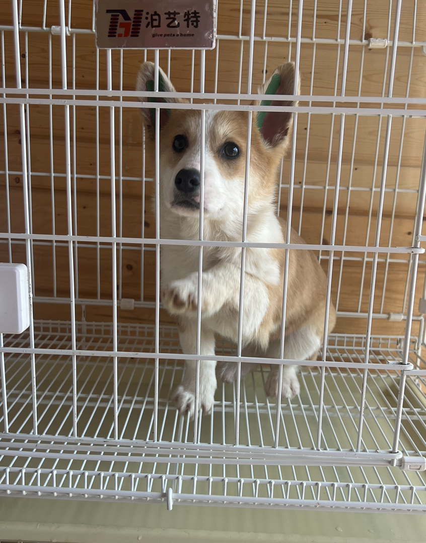 奶油柯基妹妹疫苗齐全四个月