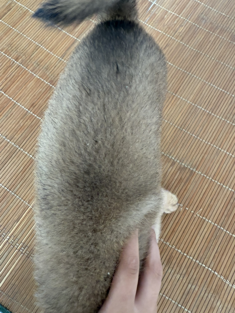 【稀有胡麻色柴犬弟弟待领～双血统基因好，健康有保障！】