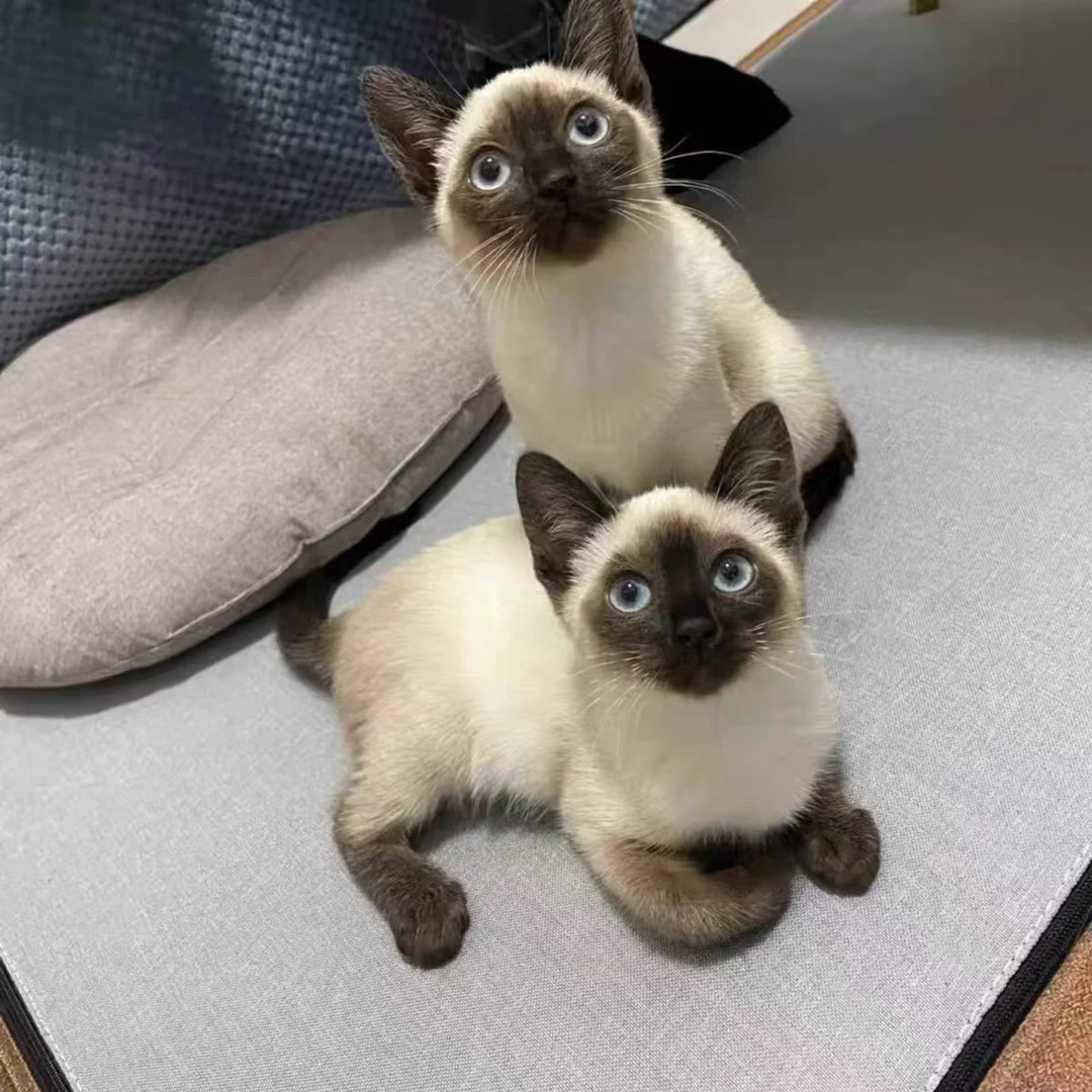 纯种暹罗猫❤精品大眼睛