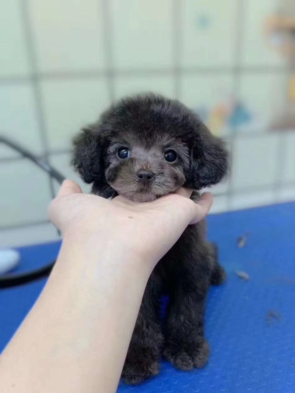 灰泰迪公❤️福利款❤️新年福利