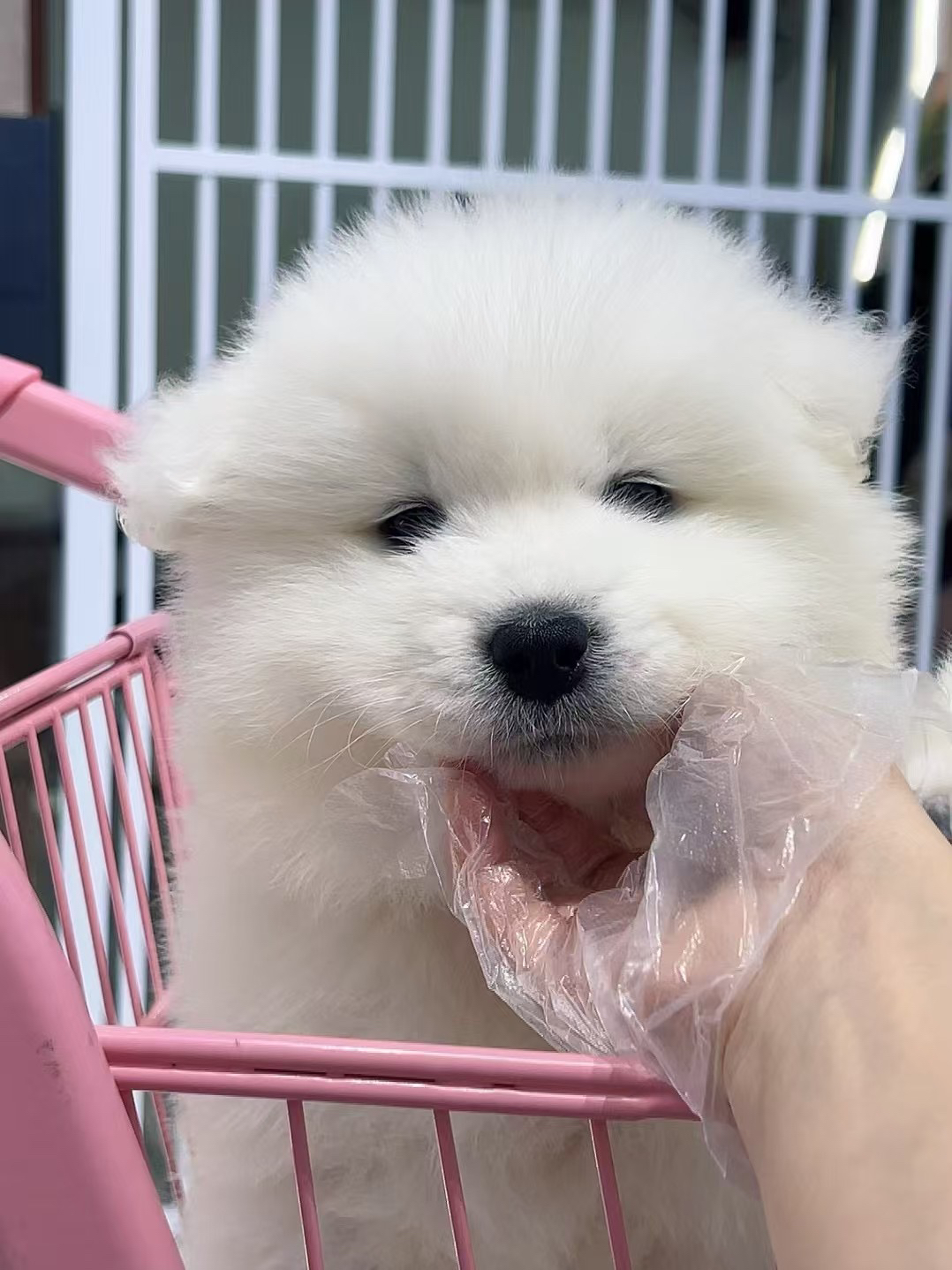 萨摩耶幼犬,雪白蓬松萌翻天,温顺可爱好陪伴