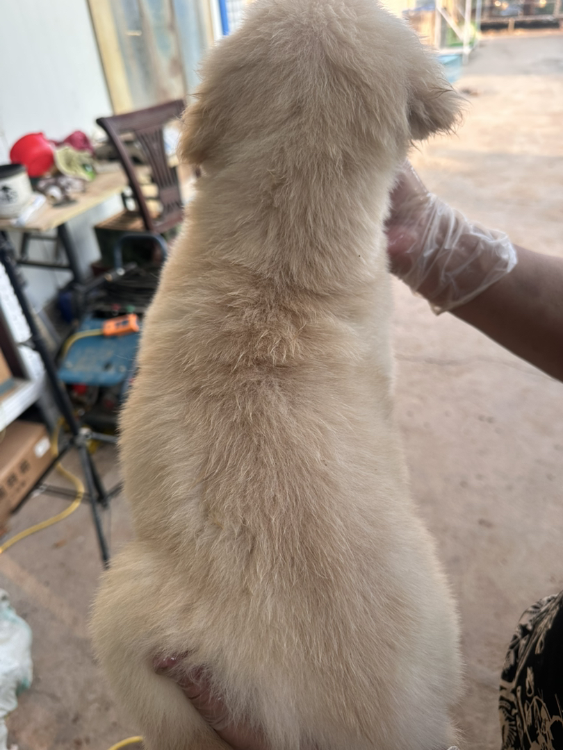 可爱金毛幼犬，毛发柔软，性格温顺，居家好伙伴