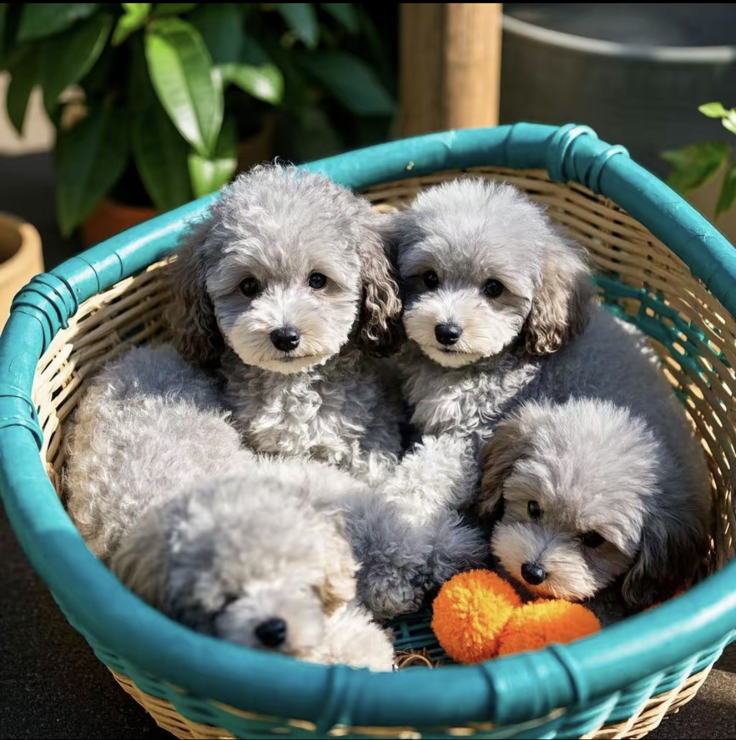 灰色泰迪幼犬 出窝计划 公母都有
