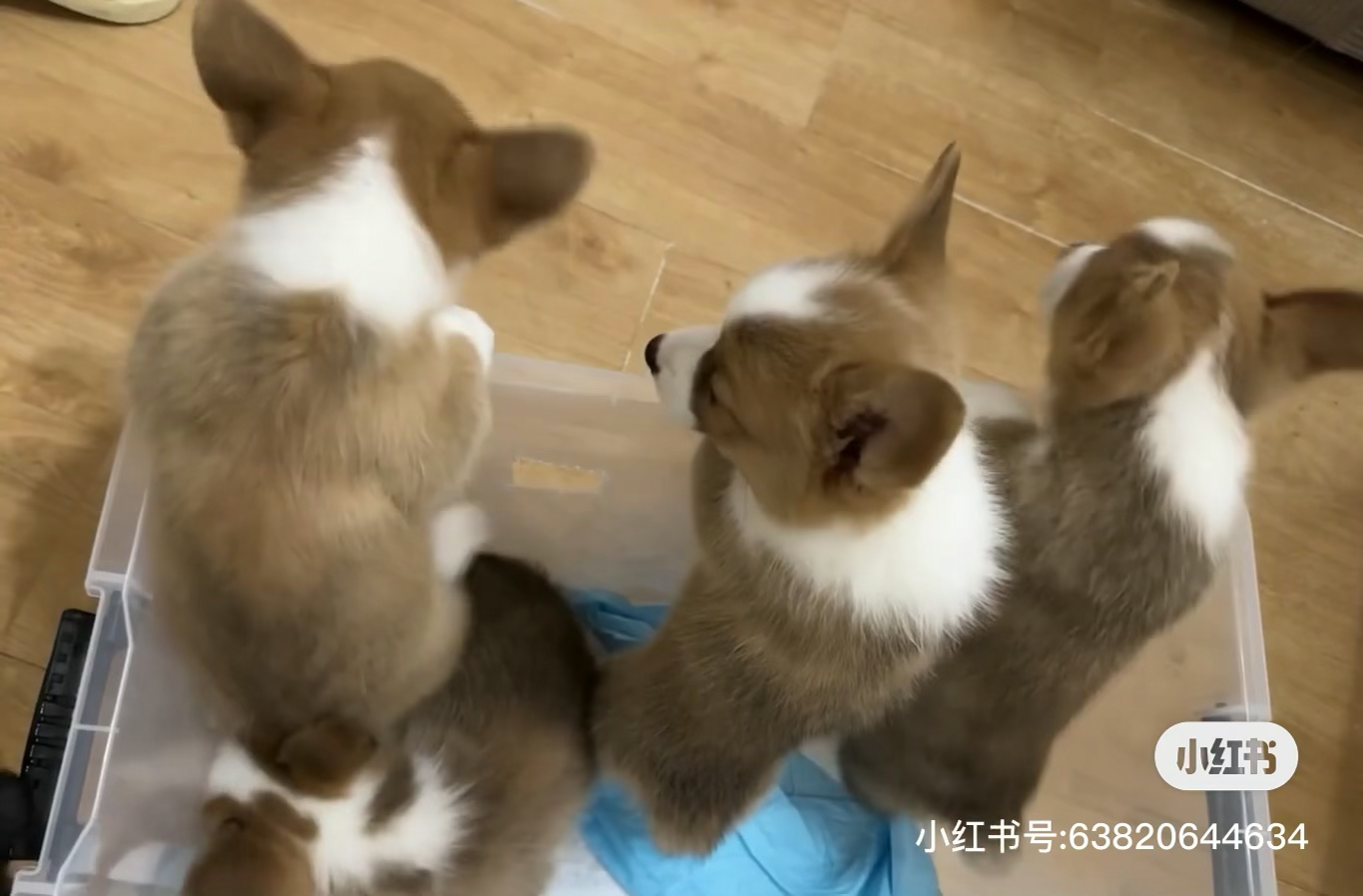 双色柯基 可爱柯基幼犬,双色毛发,活泼好动,萌宠首选