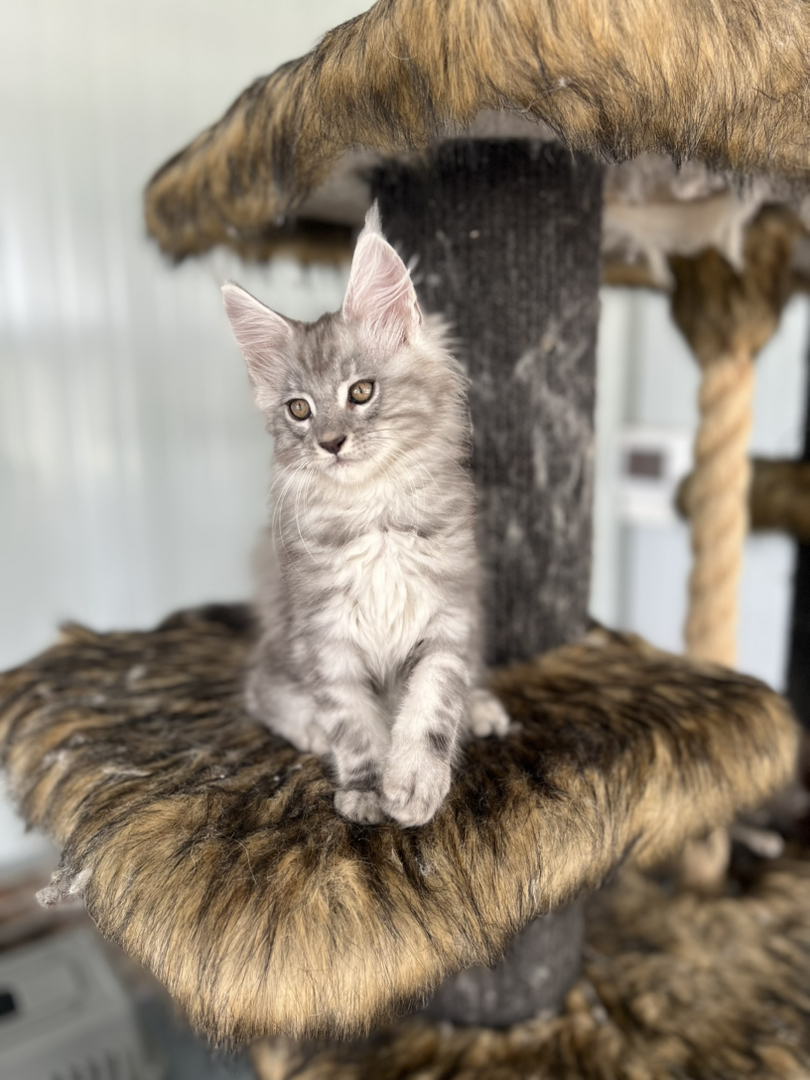 俄系缅因猫丨血统证书齐全丨大空间精致繁育丨品相顶级