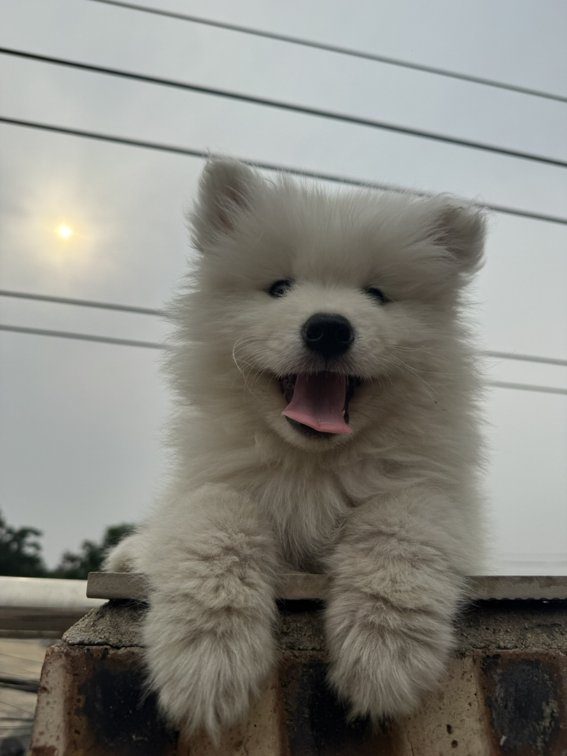 萨摩耶幼犬，毛白似雪，笑容治愈，温顺可爱的陪伴犬