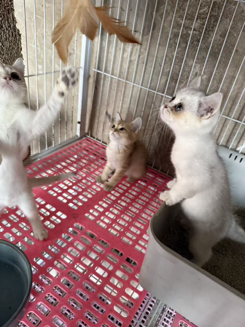 银渐层妹妹找新家