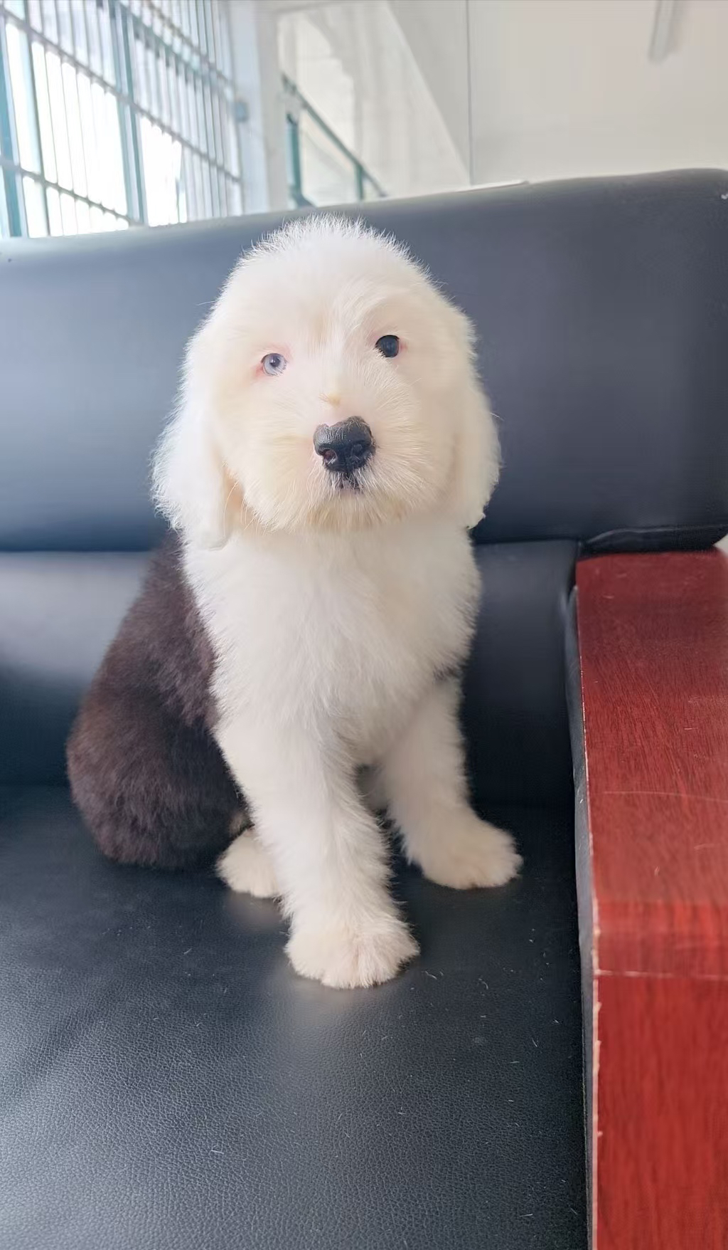 古代牧羊犬 已驱虫打疫苗 公母都有 可爱温顺