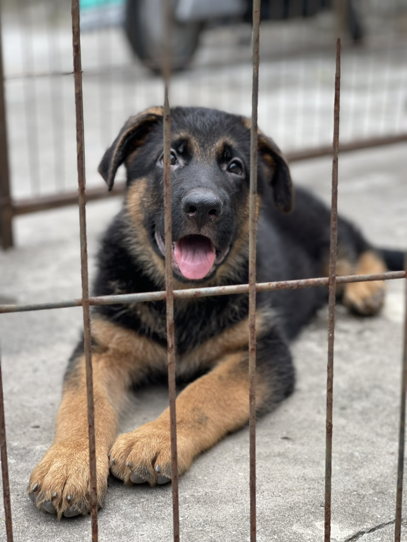 出售双血统赛级德牧幼犬VA阿瑞直子的幼犬